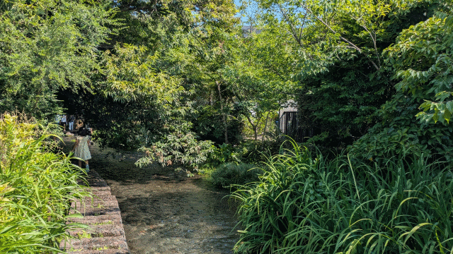 三島市の源兵衛川