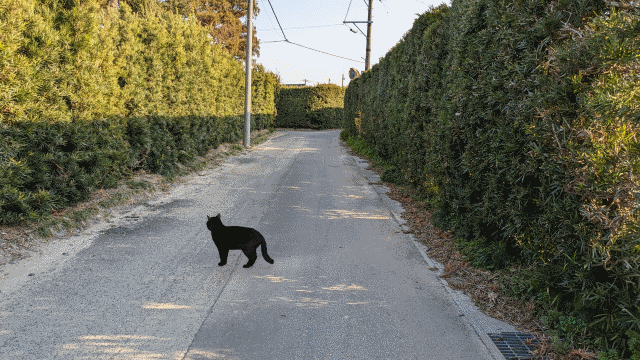 磐田市小島のホソバ垣と黒猫