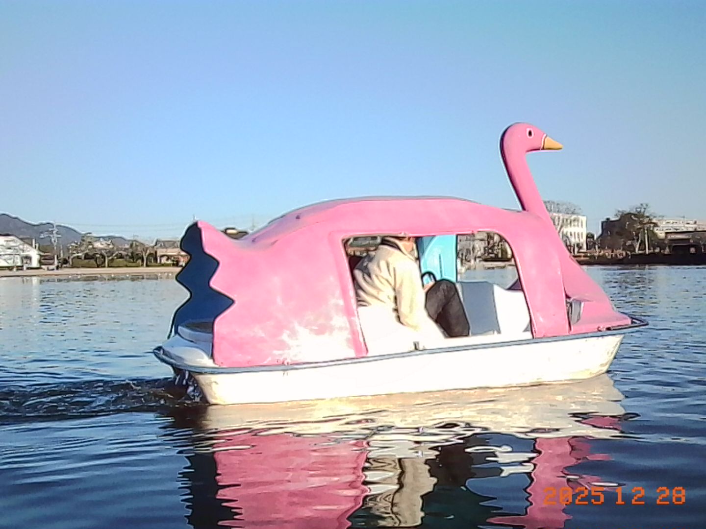 蓮華寺池公園のスワンボート